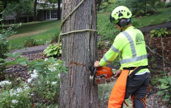 Professional Tree Removal Services - Your Guide to Expert Arboriculture