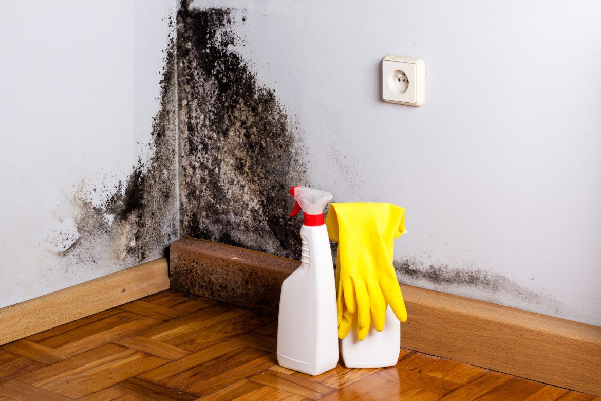 Tampa’s Shield Against Mold: Understanding the Vital Role of Professional Mold Inspection