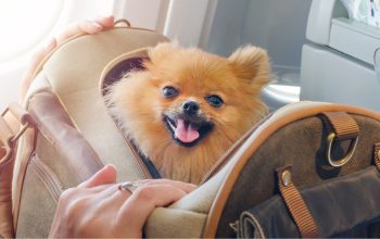 Traveling with Your Dog? Don’t Forget Their Parasite Protection