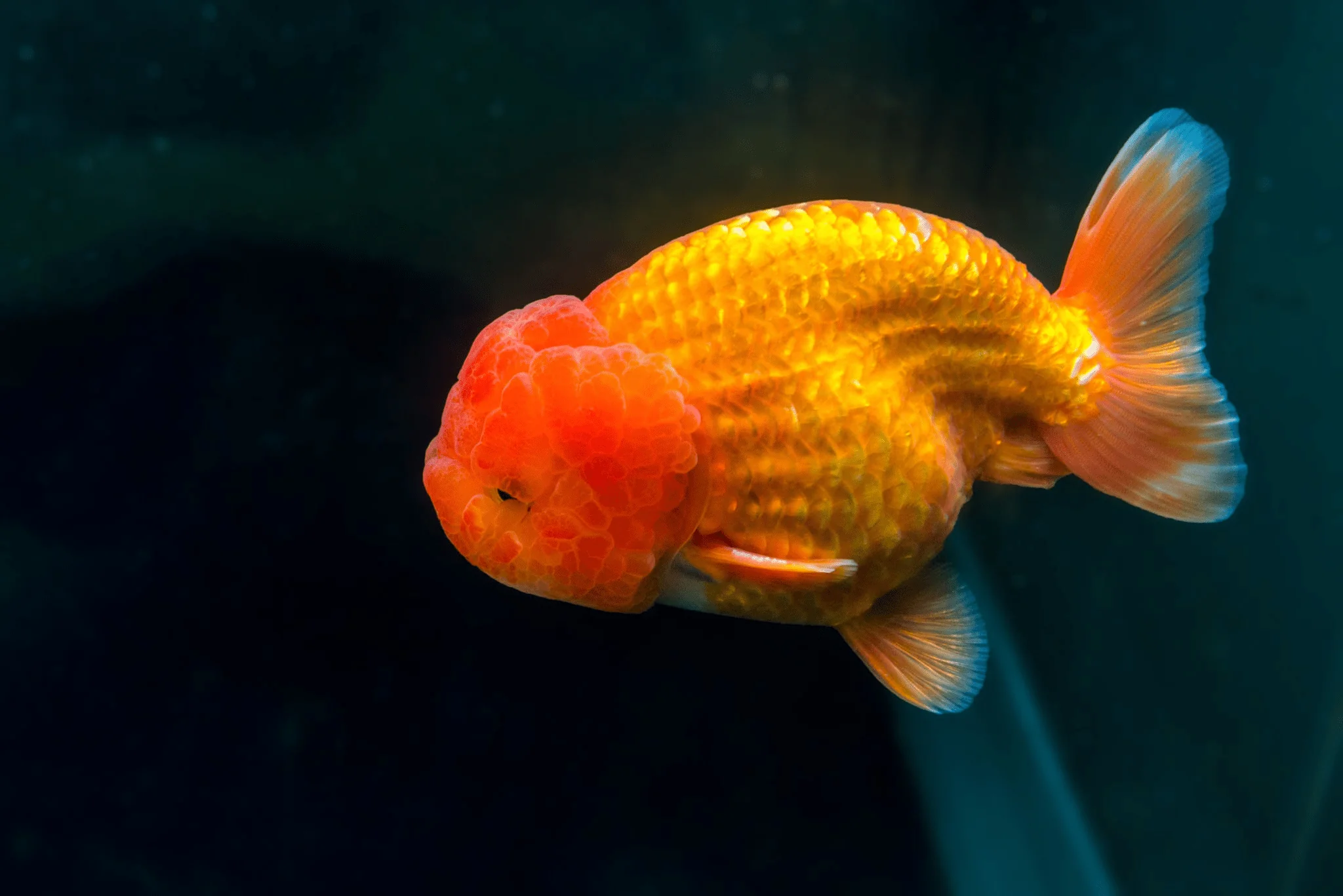 Ranchu Gold Fish