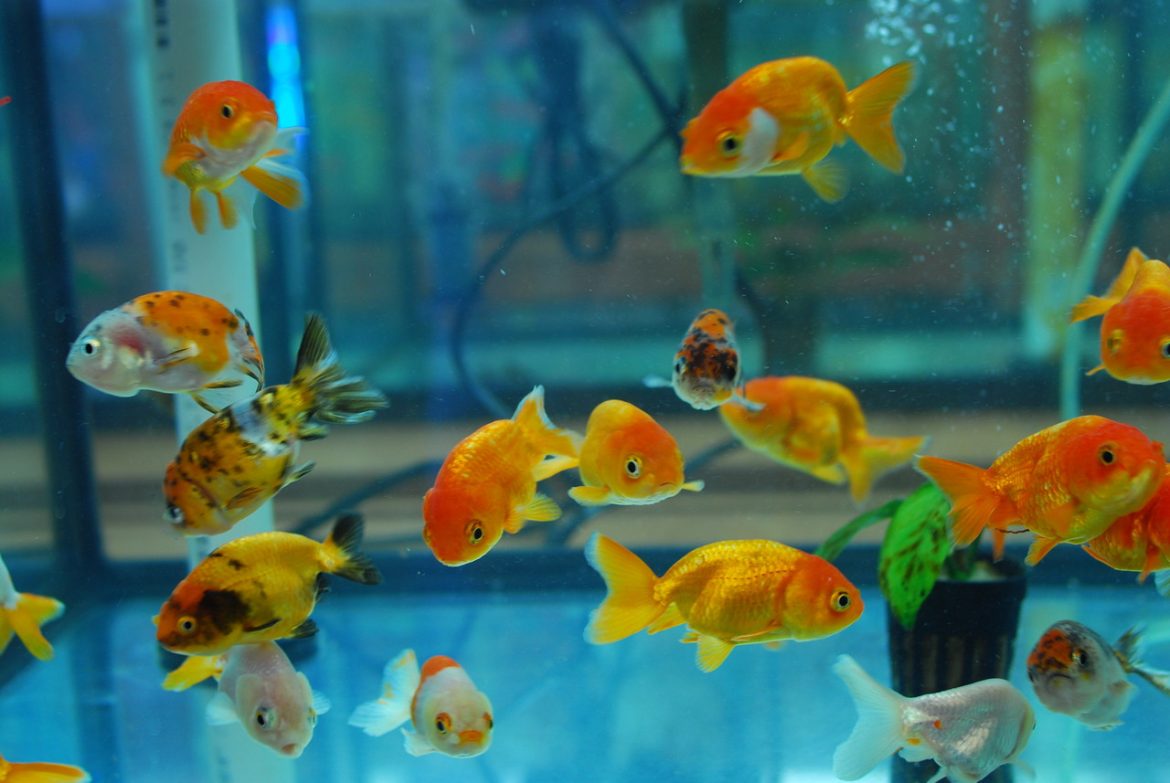 Secrets to Extending Ranchu Goldfish Lifespan Through Proper Care and Healthy Habits