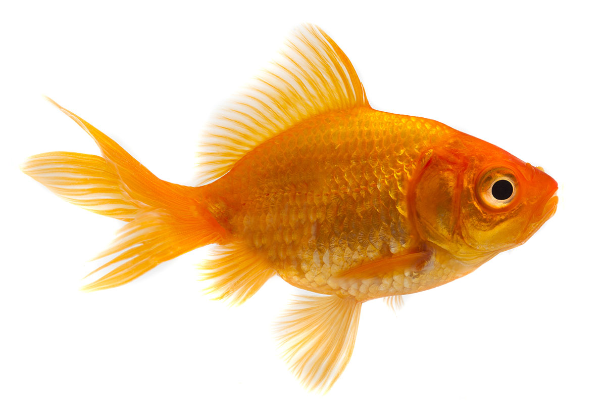 Ranchu Goldfish Lifespan