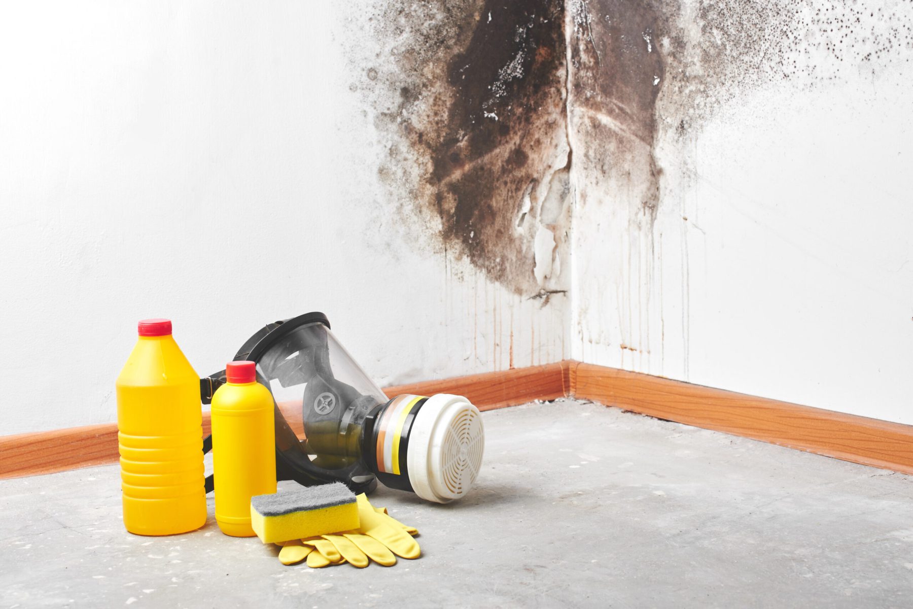 mold testing and inspection 