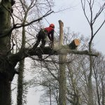 Seasonal Tree Maintenance Patterns Influencing Outdoor Spaces Throughout Stockport