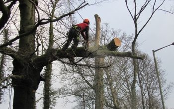 Seasonal Tree Maintenance Patterns Influencing Outdoor Spaces Throughout Stockport