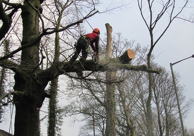 Seasonal Tree Maintenance Patterns Influencing Outdoor Spaces Throughout Stockport