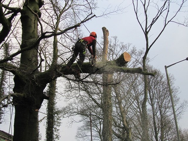 Seasonal Tree Maintenance Patterns Influencing Outdoor Spaces Throughout Stockport