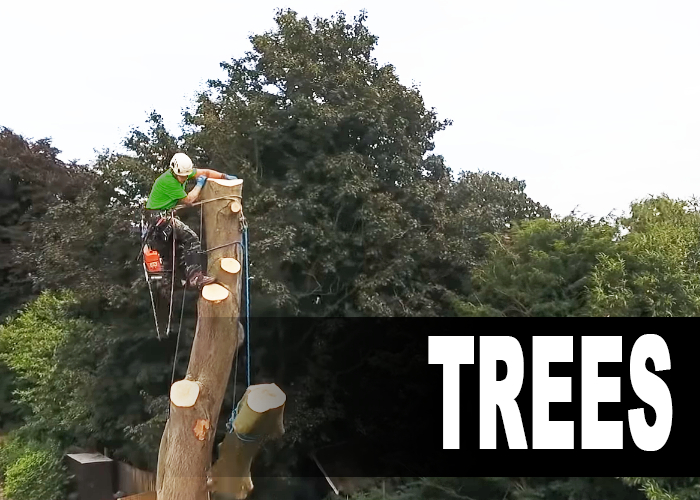 Tree Surgeon Stockport
